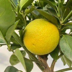 Orangenbaum, Stamm, Topf-Ø Ca. 20 Cm, Höhe Ca. 70 Cm -Naturgrün Verkaufsgeschäft 0630400038 Citrus sinensis Stamm T20 8 104286