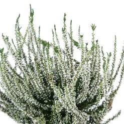 Knospenheide, Farbe Nach Verfügbarkeit, Topf-Ø 10,5/11 Cm, 8er-Set -Naturgrün Verkaufsgeschäft 0650100464 Calluna vulgaris Knospenblueher weiss 6er Set WS 95900