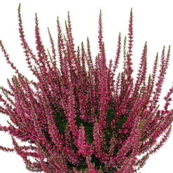 Knospenheide, Farbe Nach Verfügbarkeit, Topf-Ø 10,5/11 Cm, 8er-Set -Naturgrün Verkaufsgeschäft 0650100465 Calluna vulgaris Knospenblueher rot 6er Set WS 95901