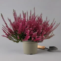 Knospenheide, Rot, Topf-Ø 17 Cm, 3er-Set -Naturgrün Verkaufsgeschäft 0650100497 Calluna vulgaris T17 rot Knospenblueher 3erSet 2 126018