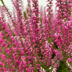 Knospenheide, Rot, Topf-Ø 17 Cm, 3er-Set -Naturgrün Verkaufsgeschäft 0650100497 Calluna vulgaris T17 rot Knospenblueher 3erSet 4 125771