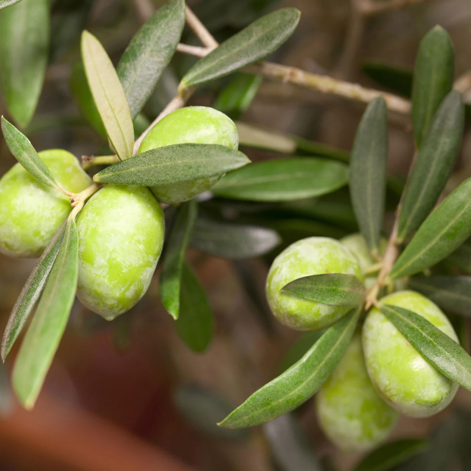 Olivenbaum, Stämmchen, Topf-Ø 60 Cm, Höhe Ca. 140 Cm 1 Olivenbaum, Stämmchen, Topf-Ø 60 Cm, Höhe Ca. 140 Cm