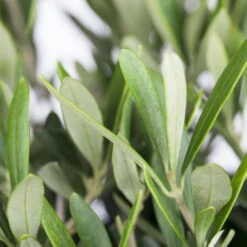 Olivenbaum, Stämmchen, Topf-Ø Ca. 40 Cm, Höhe Ca. 170 Cm -Naturgrün Verkaufsgeschäft 0680200048 0680200051 0680200054 0680200057 0680200061 0680200075 Koelle Olea europaea Busch 76777