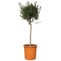 Olivenbaum, Stämmchen, Topf-Ø Ca. 40 Cm, Höhe Ca. 170 Cm