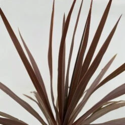 Keulenlilie 'Red Star' Rotlaubig, Topf-Ø 24 Cm, Höhe Ca. 80 Cm -Naturgrün Verkaufsgeschäft 0680300127 Cordyline australis Busch T24 Red Star 6 111025