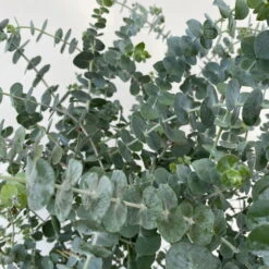 Eukalyptus 'Baby Blue', Busch, Topf-Ø 20 Cm -Naturgrün Verkaufsgeschäft 0680400059 Eukalyptus gunnii Busch T20 Baby Blue WS 4 98457