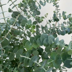 Eukalyptus 'Baby Blue', Busch, Topf-Ø 20 Cm -Naturgrün Verkaufsgeschäft 0680400059 Eukalyptus gunnii Busch T20 Baby Blue WS 5 98460