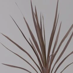 Keulenlilie 'Red Star' Rotlaubig, Topf-Ø 13 Cm, 3er-Set 9 Keulenlilie 'Red Star' Rotlaubig, Topf-Ø 13 Cm, 3er-Set -Naturgrün Verkaufsgeschäft 0680400124 cordyline red star 3 124117