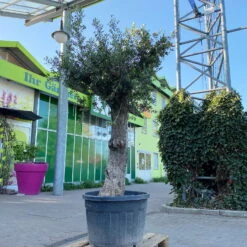 Olivenbaum, Stamm, Topf-Ø 60 Cm, Höhe Ca. 170 Cm 10 Olivenbaum, Stamm, Topf-Ø 60 Cm, Höhe Ca. 170 Cm -Naturgrün Verkaufsgeschäft 0681300001 Koelle Olea europaea Solitaer Stamm T60 H250 1 125592