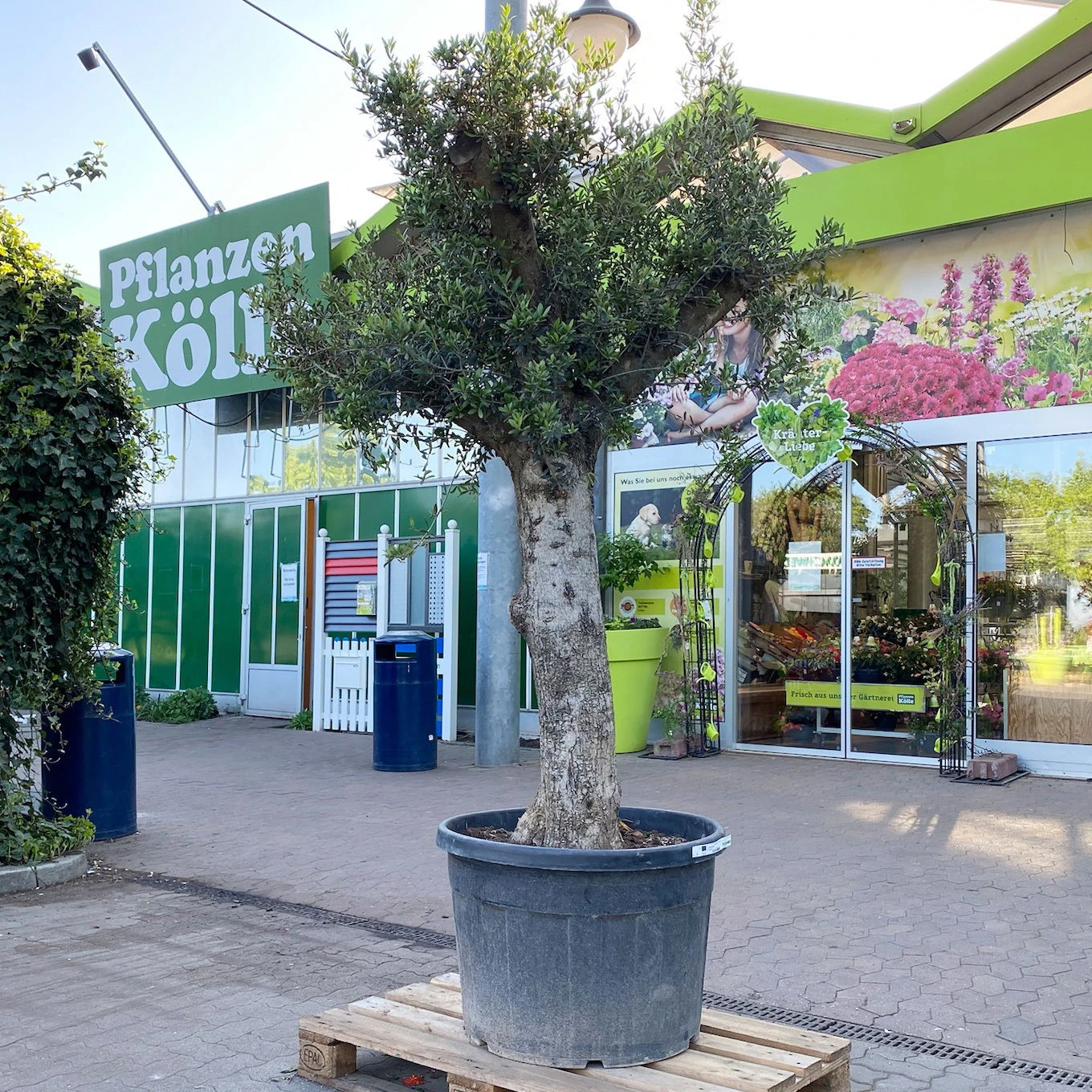 Olivenbaum, Stamm, Topf-Ø 60 Cm, Höhe Ca. 170 Cm 1 Olivenbaum, Stamm, Topf-Ø 60 Cm, Höhe Ca. 170 Cm