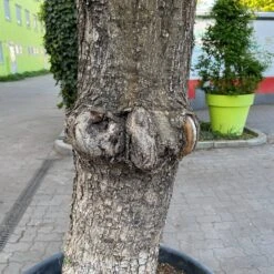 Olivenbaum, Stamm, Topf-Ø 60 Cm, Höhe Ca. 170 Cm 11 Olivenbaum, Stamm, Topf-Ø 60 Cm, Höhe Ca. 170 Cm -Naturgrün Verkaufsgeschäft 0681300001 olea europaea solitaer stamm 5 122299