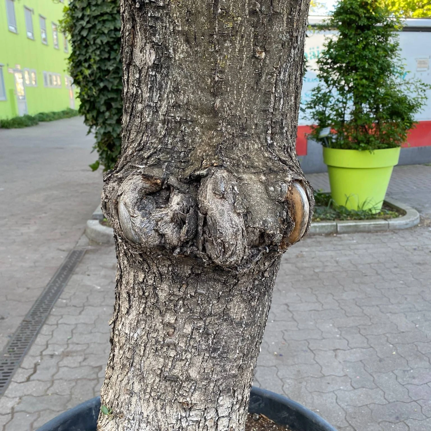 Olivenbaum, Stamm, Topf-Ø 60 Cm, Höhe Ca. 170 Cm 5 Olivenbaum, Stamm, Topf-Ø 60 Cm, Höhe Ca. 170 Cm – Bild 5