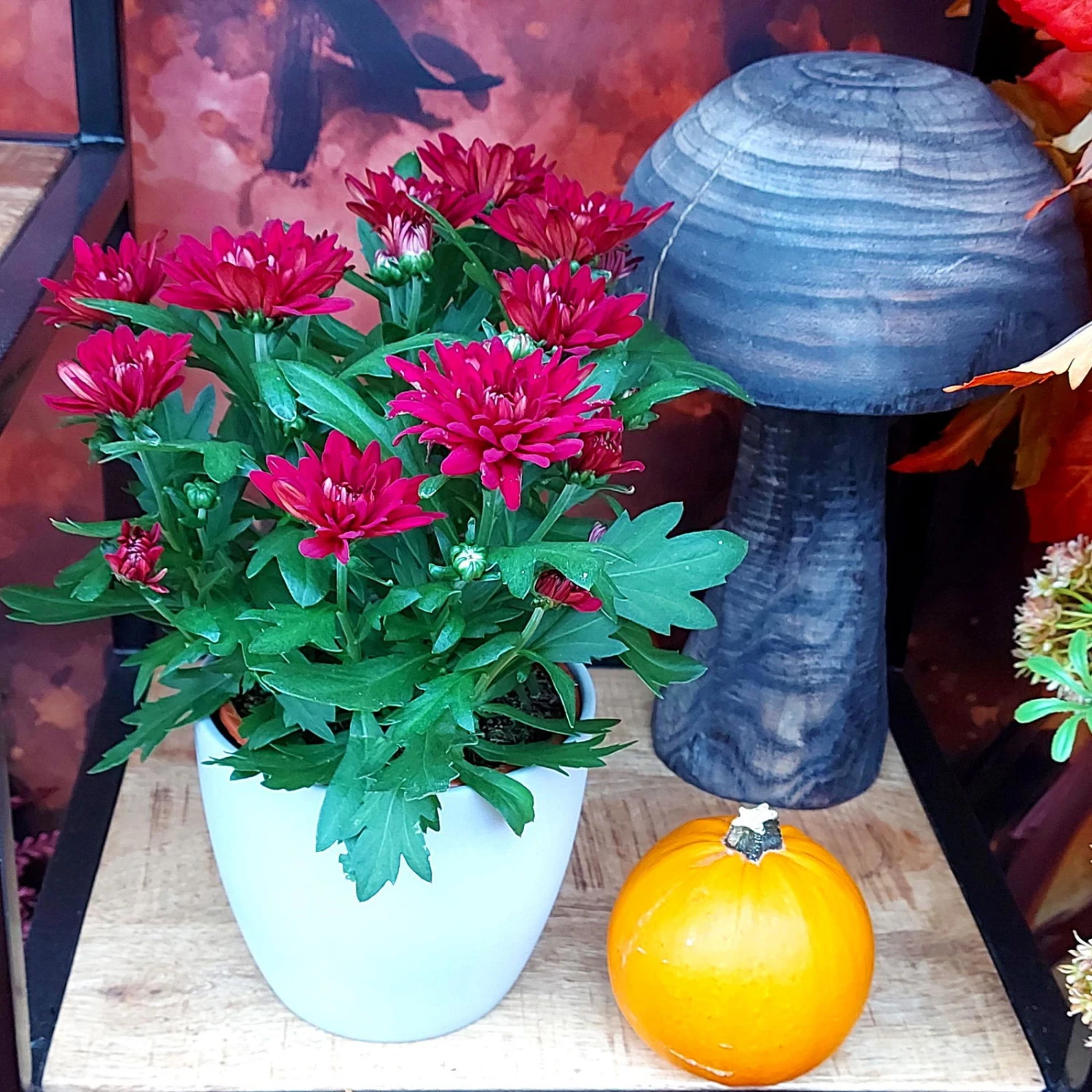 Chrysanthemen 'Chrysanne® Grandezza Red', Rot, Topf-Ø 13 Cm, 6er-Set 5 Chrysanthemen 'Chrysanne® Grandezza Red', Rot, Topf-Ø 13 Cm, 6er-Set – Bild 5