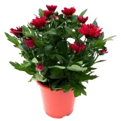 Chrysanthemen 'Chrysanne® Grandezza Red', Rot, Topf-Ø 13 Cm, 6er-Set 10 Chrysanthemen 'Chrysanne® Grandezza Red', Rot, Topf-Ø 13 Cm, 6er-Set -Naturgrün Verkaufsgeschäft 0690110206 Chrysantheme Grandezza rot image001 81529
