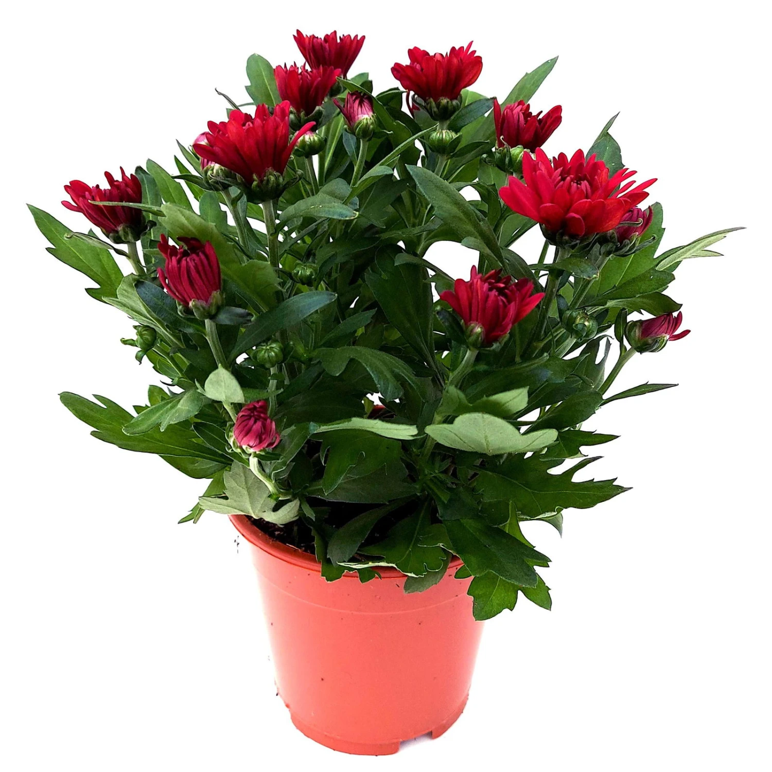 Chrysanthemen 'Chrysanne® Grandezza Red', Rot, Topf-Ø 13 Cm, 6er-Set 4 Chrysanthemen 'Chrysanne® Grandezza Red', Rot, Topf-Ø 13 Cm, 6er-Set – Bild 4