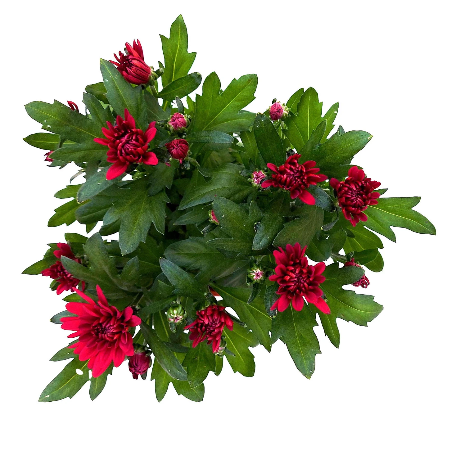 Chrysanthemen 'Chrysanne® Grandezza Red', Rot, Topf-Ø 13 Cm, 6er-Set 2 Chrysanthemen 'Chrysanne® Grandezza Red', Rot, Topf-Ø 13 Cm, 6er-Set – Bild 2