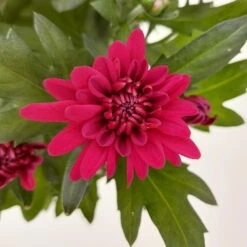 Chrysanthemen 'Chrysanne® Grandezza Red', Rot, Topf-Ø 13 Cm, 6er-Set 9 Chrysanthemen 'Chrysanne® Grandezza Red', Rot, Topf-Ø 13 Cm, 6er-Set -Naturgrün Verkaufsgeschäft 0690110206 Chrysantheme Grandezza rot image012 81528