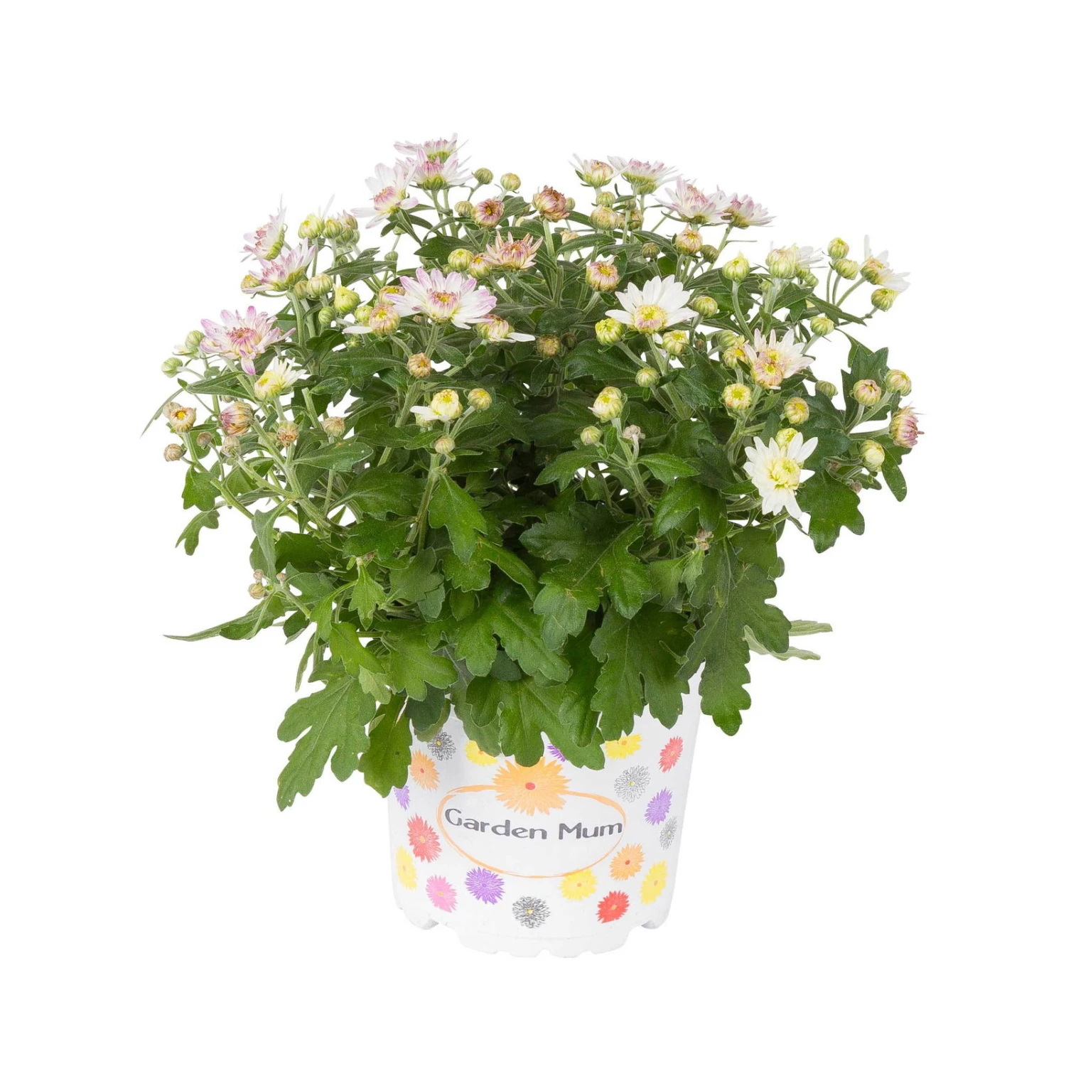 Chrysanthemen, Rosa, Topf-Ø 12 Cm, 6er-Set 1 Chrysanthemen, Rosa, Topf-Ø 12 Cm, 6er-Set