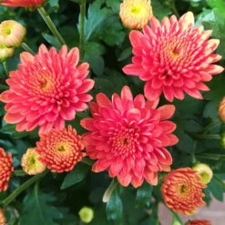 Chrysanthemen-Busch, Gelb-bronze-rot, Topf-Ø 19 Cm, 3er-Set 16 Chrysanthemen-Busch, Gelb-bronze-rot, Topf-Ø 19 Cm, 3er-Set -Naturgrün Verkaufsgeschäft 0690130119 Chrysanthemum multiflora Buesche bronze image003 79590