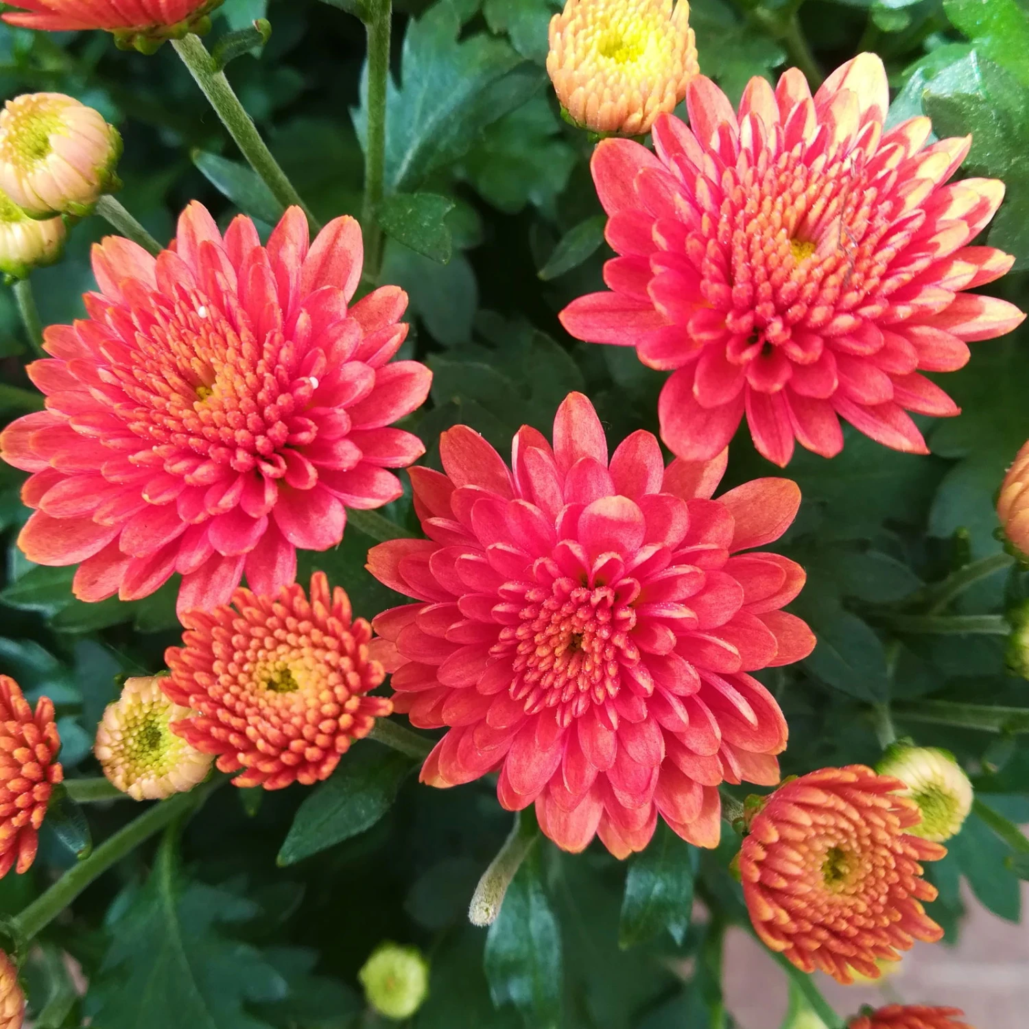 Chrysanthemen-Busch, Gelb-bronze-rot, Topf-Ø 19 Cm, 3er-Set 7 Chrysanthemen-Busch, Gelb-bronze-rot, Topf-Ø 19 Cm, 3er-Set – Bild 7