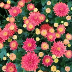 Chrysanthemen-Busch, Gelb-bronze-rot, Topf-Ø 19 Cm, 3er-Set 15 Chrysanthemen-Busch, Gelb-bronze-rot, Topf-Ø 19 Cm, 3er-Set -Naturgrün Verkaufsgeschäft 0690130119 Chrysanthemum multiflora Buesche bronze image004 79589