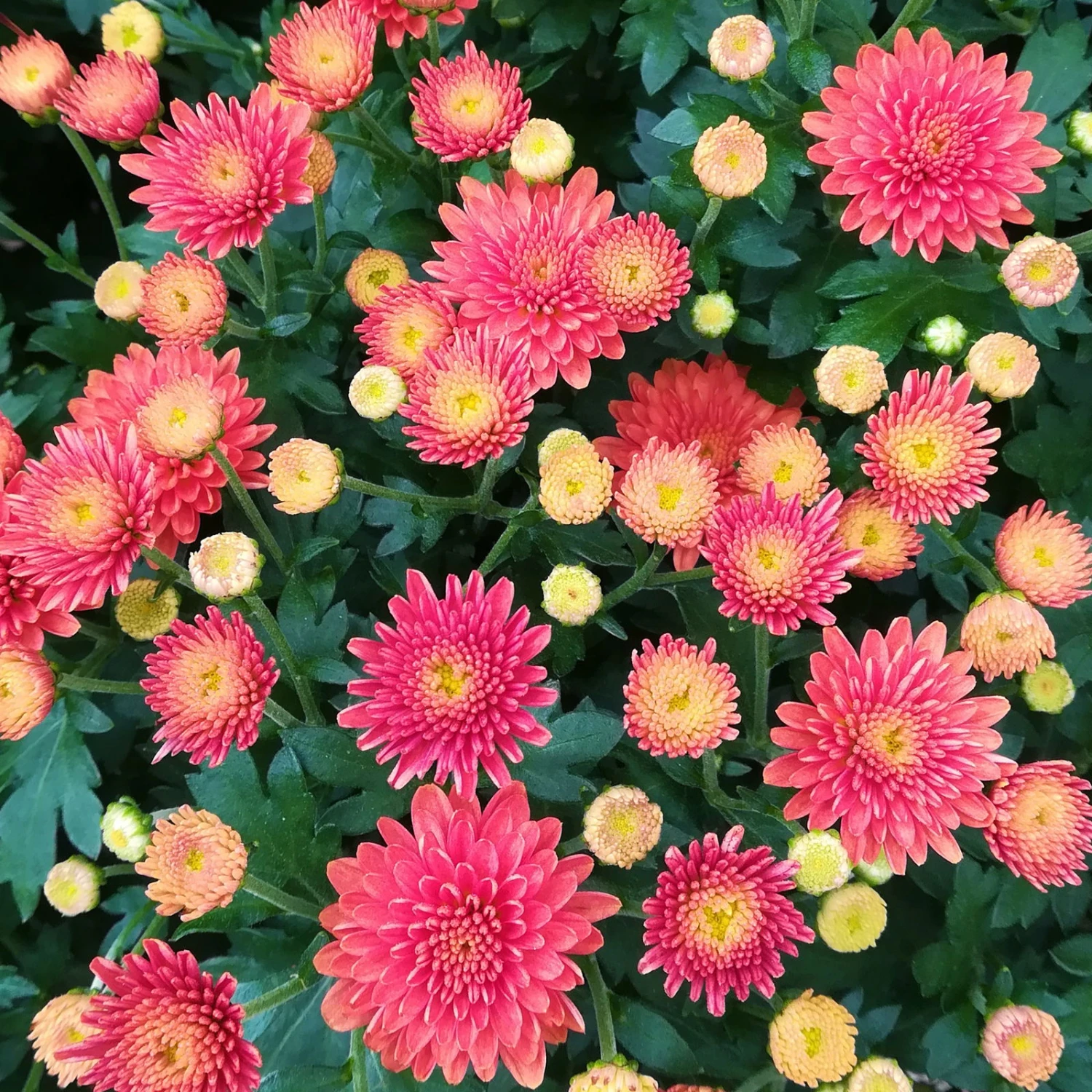 Chrysanthemen-Busch, Gelb-bronze-rot, Topf-Ø 19 Cm, 3er-Set 6 Chrysanthemen-Busch, Gelb-bronze-rot, Topf-Ø 19 Cm, 3er-Set – Bild 6