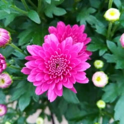 Chrysanthemen 'Trio', Gelb/lila/weiß, Topf-Ø 19 Cm, 2er-Set -Naturgrün Verkaufsgeschäft 0690130121 Chrysanthemum multiflora Buesche lila image005 79583