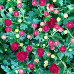 Chrysanthemen-Busch, Gelb-bronze-rot, Topf-Ø 19 Cm, 3er-Set 13 Chrysanthemen-Busch, Gelb-bronze-rot, Topf-Ø 19 Cm, 3er-Set -Naturgrün Verkaufsgeschäft 0690130123 Chrysanthemum multiflora Buesche rot image002 79592