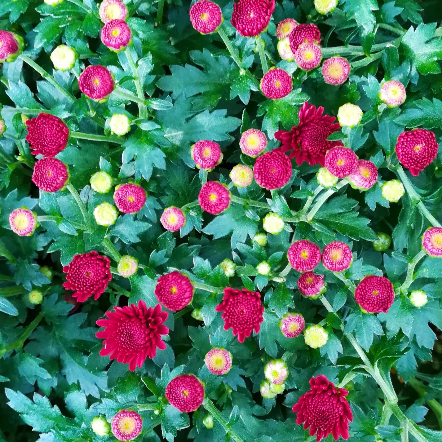 Chrysanthemen-Busch, Gelb-bronze-rot, Topf-Ø 19 Cm, 3er-Set 4 Chrysanthemen-Busch, Gelb-bronze-rot, Topf-Ø 19 Cm, 3er-Set – Bild 4