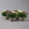 Chrysanthemen 'Trio', Gelb-weiß-lila, Busch, Topf-Ø 14 Cm, 4er-Set