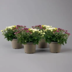 Chrysanthemen 'Trio', Gelb-weiß-lila, Busch, Topf-Ø 14 Cm, 4er-Set