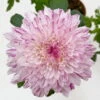 Chrysantheme 'Chrysanne® Zembla Next Art' Gespr. Großbl. Topf-Ø 13cm 3er-Set
