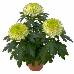 Chrysantheme 'Chrysanne® Zembla Next Lime' Grün-weiß Großbl. Topf-Ø 13cm 3er-Set -Naturgrün Verkaufsgeschäft 0690140098 0690140099 Chrysanthemum Zembla T13 limone Next Lime 4 115293