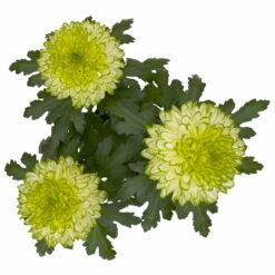 Chrysantheme 'Chrysanne® Zembla Next Lime' Grün-weiß Großbl. Topf-Ø 13cm 3er-Set -Naturgrün Verkaufsgeschäft 0690140098 0690140099 Chrysanthemum Zembla T13 limone Next Lime 5 115294