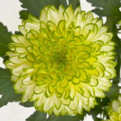 Chrysantheme 'Chrysanne® Zembla Next Lime' Grün-weiß Großbl. Topf-Ø 13cm 3er-Set -Naturgrün Verkaufsgeschäft 0690140098 0690140099 Chrysanthemum Zembla T13 limone Next Lime 6 115115