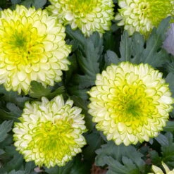Chrysantheme 'Chrysanne® Zembla Next Lime' Grün-weiß Großbl. Topf-Ø 13cm 3er-Set -Naturgrün Verkaufsgeschäft 0690140098 0690140099 Chrysanthemum Zembla T13 limone Next Lime 9 115114