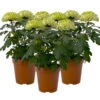 Chrysantheme 'Chrysanne® Zembla Next Lime' Grün-weiß Großbl. Topf-Ø 13cm 3er-Set