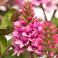 Pflanzenset 'Spätsommer-Zeit' Rosa-pink, Topf-Ø 12 Cm, 4er-Set -Naturgrün Verkaufsgeschäft 0690190064 Koelle Hebe All Blooms T12 rosarot 6er Set WS 11 95592