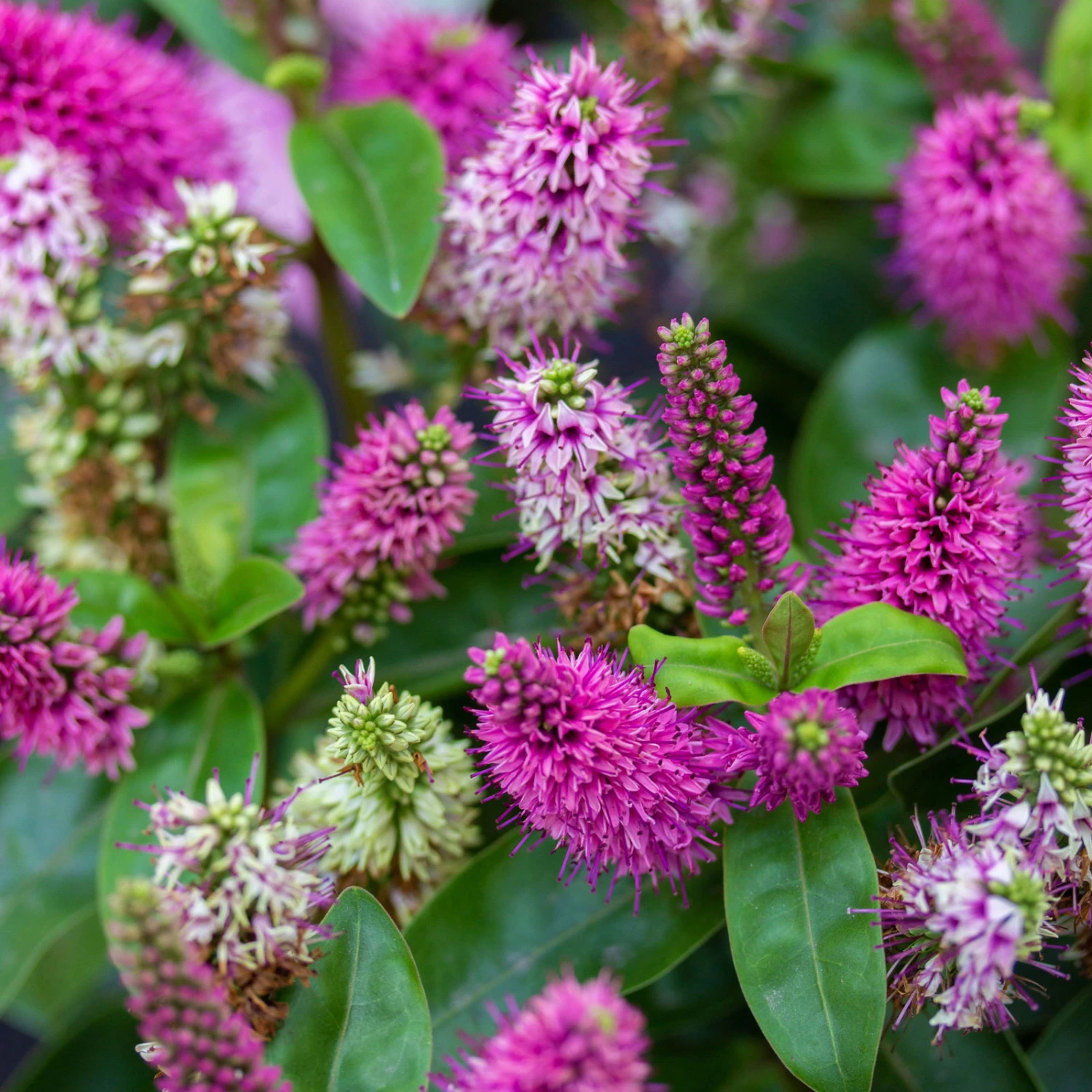 Hebe Rosa/pink, Topf-Ø 23 Cm 1 Hebe Rosa/pink, Topf-Ø 23 Cm