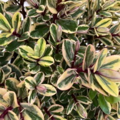 Hebe Buntlaubig, Topf-Ø 12 Cm, 3er-Set -Naturgrün Verkaufsgeschäft 0690190129 Koelle Hebe Tricolor T15 buntlaubig 3er Set WS 4 95907