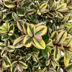 Hebe Buntlaubig, Topf-Ø 12 Cm, 3er-Set -Naturgrün Verkaufsgeschäft 0690190129 Koelle Hebe Tricolor T15 buntlaubig 3er Set WS 5 95906