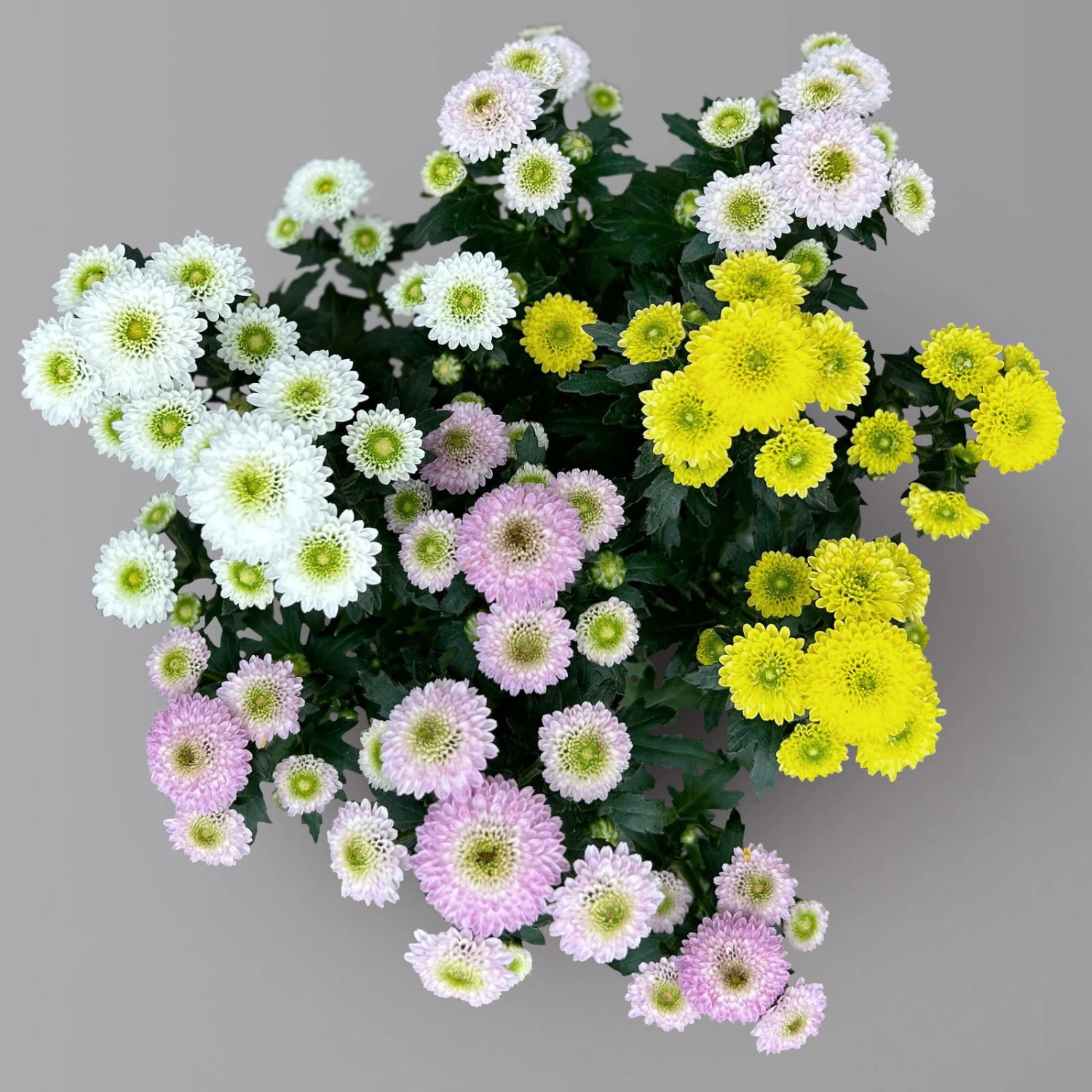 Chrysantheme Trio 'Calimero Carneval' Weiß-gelb-rosa, Gefüllt, Topf-Ø 12cm 5 Chrysantheme Trio 'Calimero Carneval' Weiß-gelb-rosa, Gefüllt, Topf-Ø 12cm – Bild 5