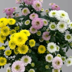 Chrysantheme Trio 'Calimero Carneval' Weiß-gelb-rosa, Gefüllt, Topf-Ø 12cm 9 Chrysantheme Trio 'Calimero Carneval' Weiß-gelb-rosa, Gefüllt, Topf-Ø 12cm -Naturgrün Verkaufsgeschäft 0691110106 Chrysanthemum indicum Trio T12 Calimero Carneval 6er Set 3 126826