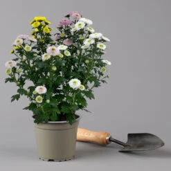 Chrysantheme Trio 'Calimero Carneval' Weiß-gelb-rosa, Gefüllt, Topf-Ø 12cm 10 Chrysantheme Trio 'Calimero Carneval' Weiß-gelb-rosa, Gefüllt, Topf-Ø 12cm -Naturgrün Verkaufsgeschäft 0691110106 Chrysanthemum indicum Trio T12 Calimero Carneval 6er Set 5 126827