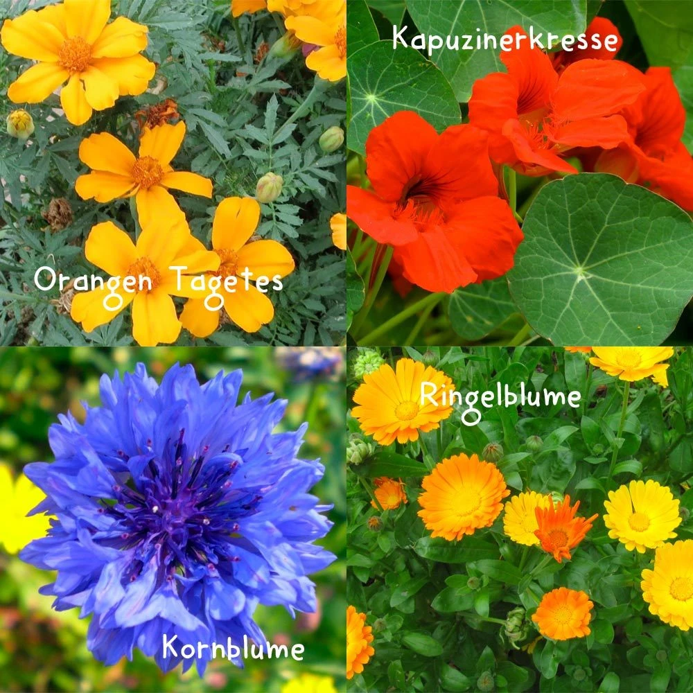 Blumensamen-Set Gourmet Blumen, Essbar, Bienenfreundlich, Dekorativ 5 Blumensamen-Set Gourmet Blumen, Essbar, Bienenfreundlich, Dekorativ – Bild 5
