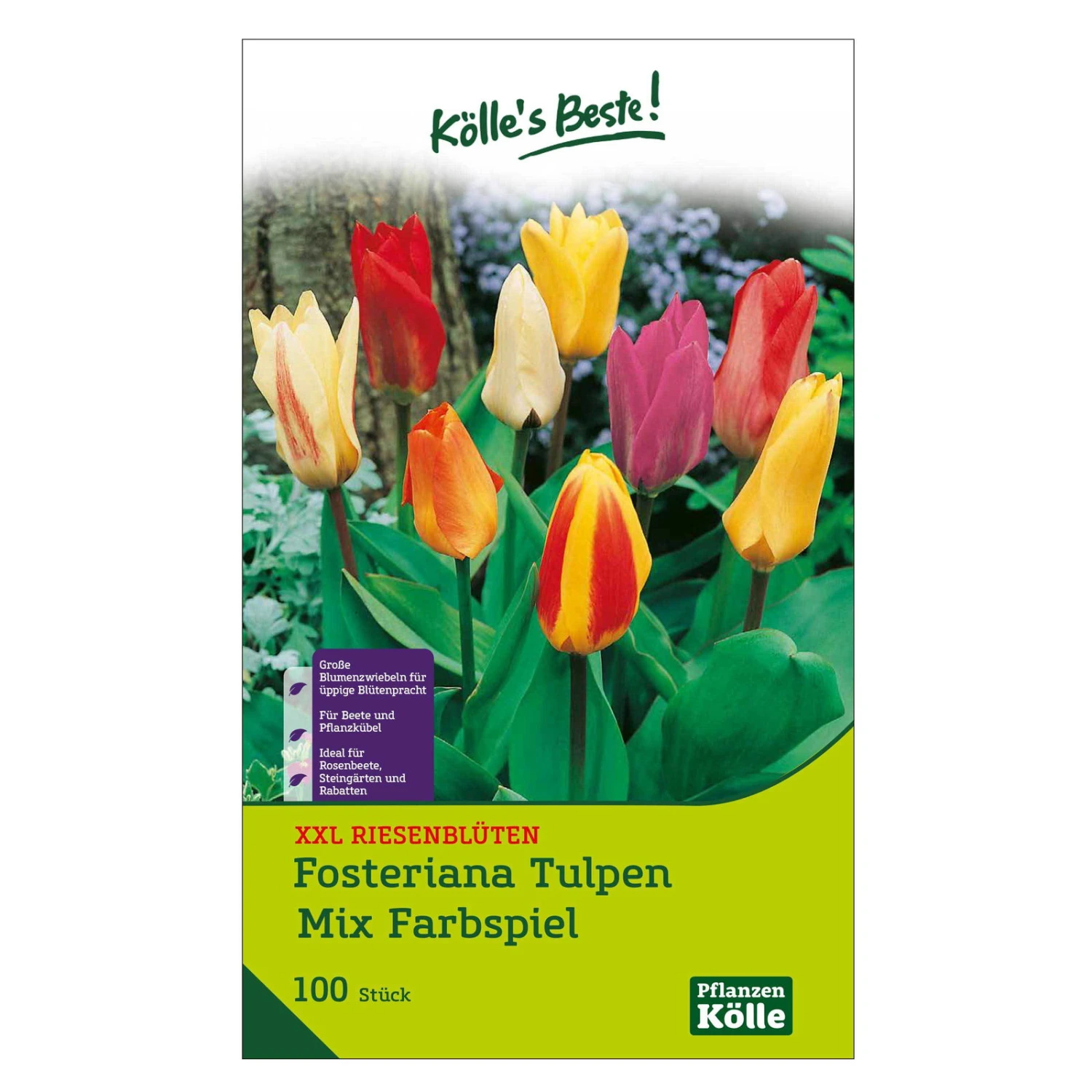 XXL Fosteriana Tulpen Mix Papiertüte 100 Blumenzwiebeln