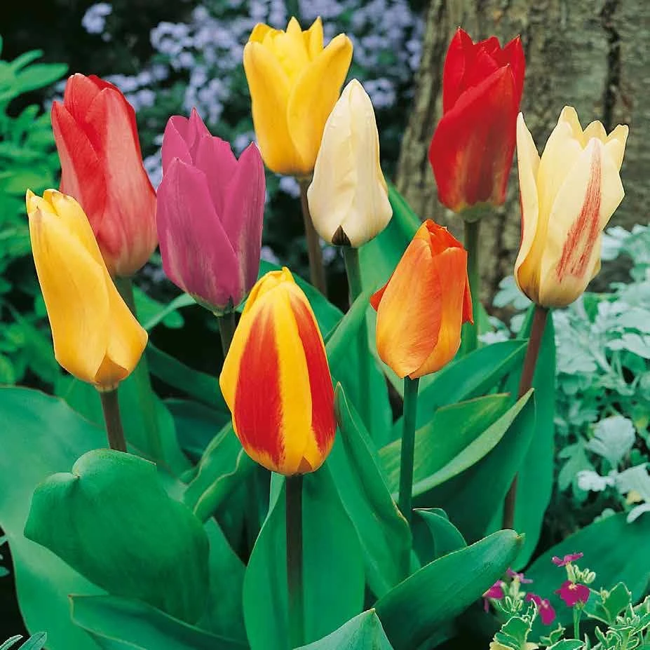 XXL Fosteriana Tulpen Mix Papiertüte 100 Blumenzwiebeln – Bild 2
