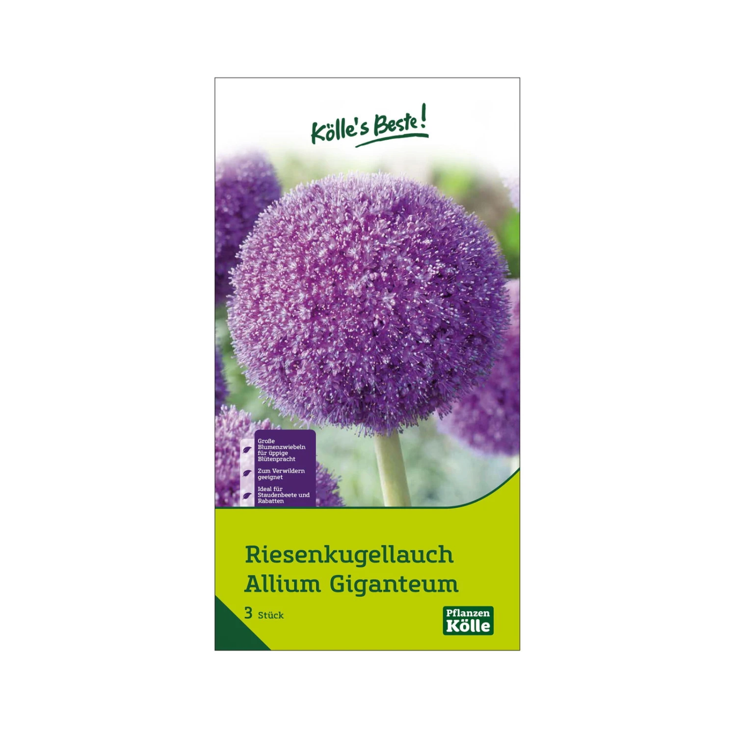 Allium Giganteum (Riesenkugellauch) Lila, 3 Blumenzwiebeln 1 Allium Giganteum (Riesenkugellauch) Lila, 3 Blumenzwiebeln