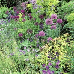 Zierlauchpaket 70 Alliumzwiebeln -Naturgrün Verkaufsgeschäft 0720800124 koelles beste allium kollektion zierlauch verschiedene sorten 70stueck gesamt 1 2674