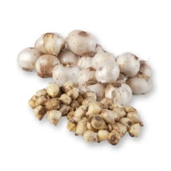 Zierlauchpaket 70 Alliumzwiebeln -Naturgrün Verkaufsgeschäft 0720800124 koelles beste allium kollektion zierlauch verschiedene sorten 70stueck gesamt 2673